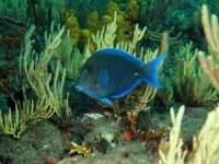 Blue Tang Surgeonfish